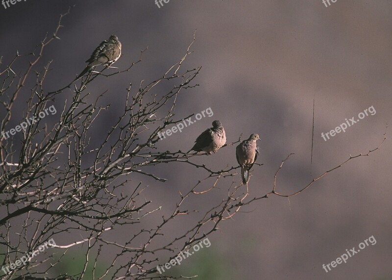 Mourning Doves Tree Birds Wildlife Nature