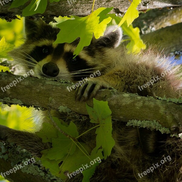 Raccoon Tree Face Close Animal