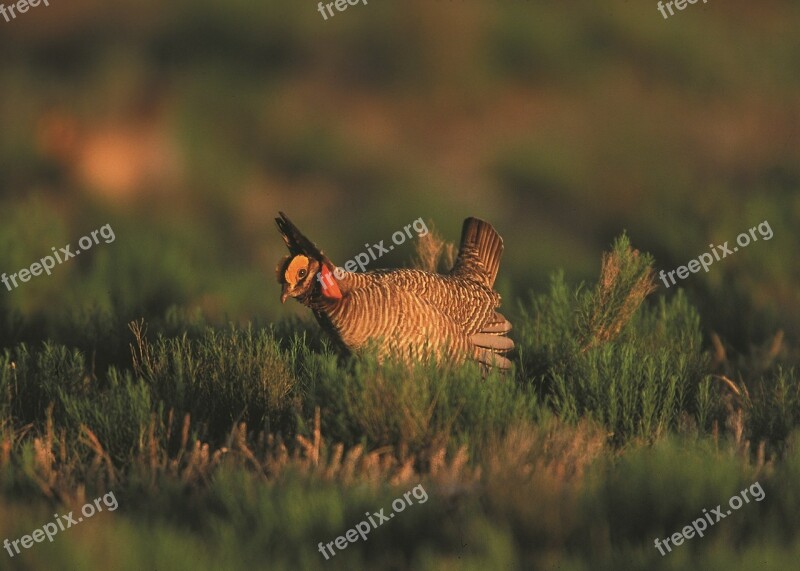 Bird Grouse Prairie Chicken Ground Wildlife