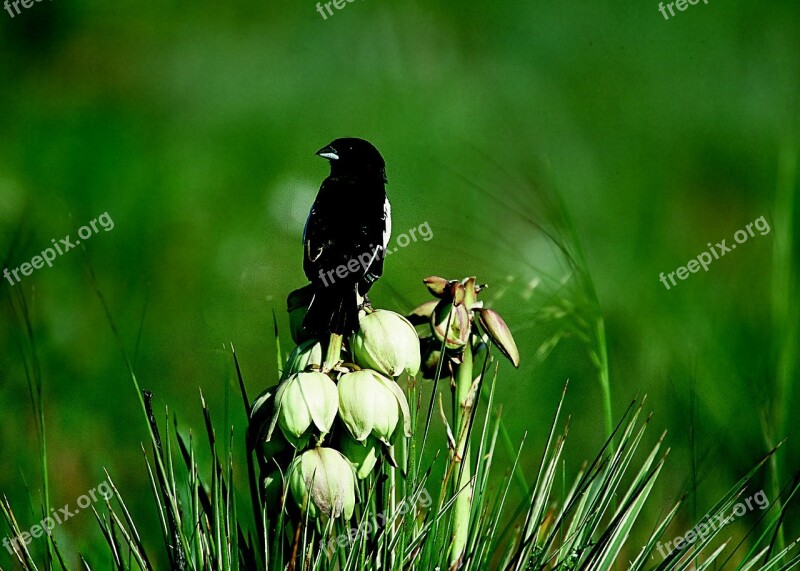 Bird Sparrow Lark Bunting Male Field