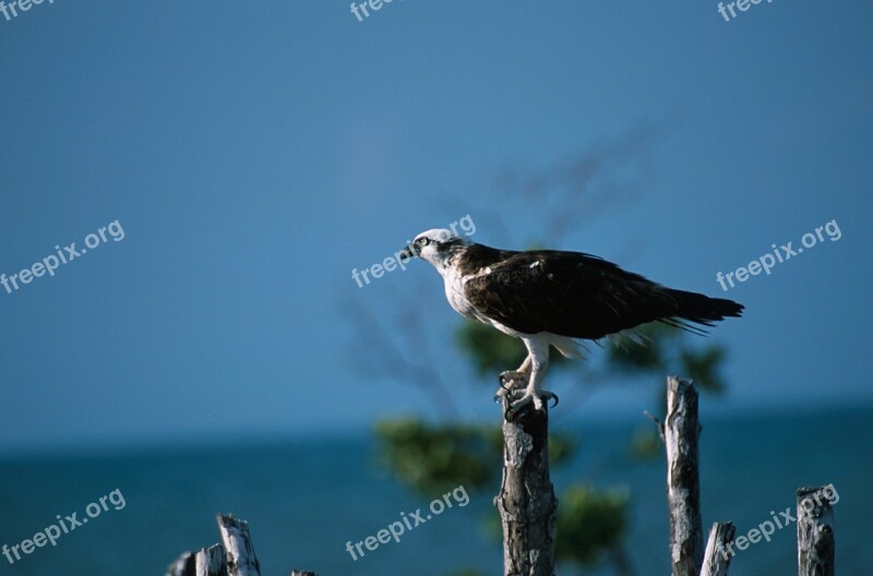 Osprey Perched Pole Predator Bird