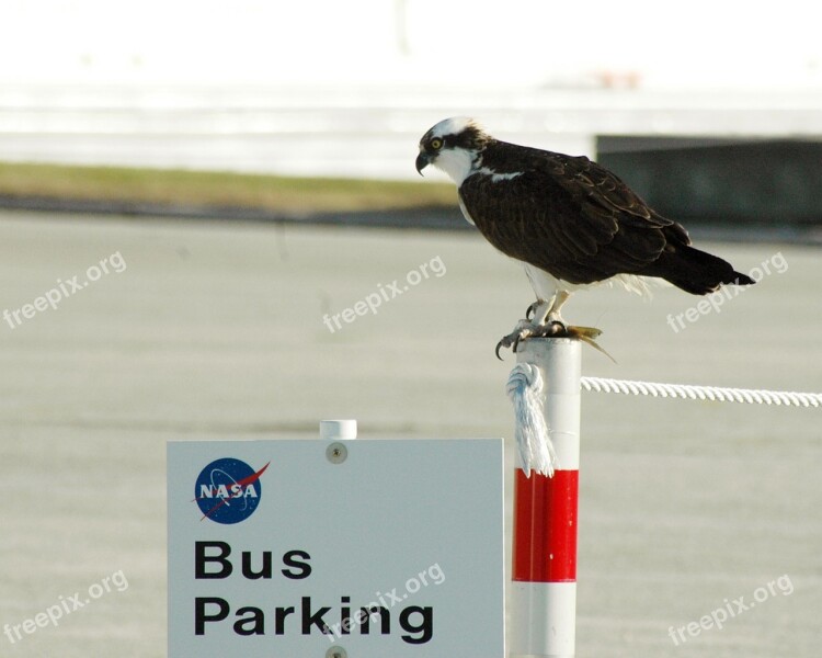 Osprey Perched Pole Predator Bird