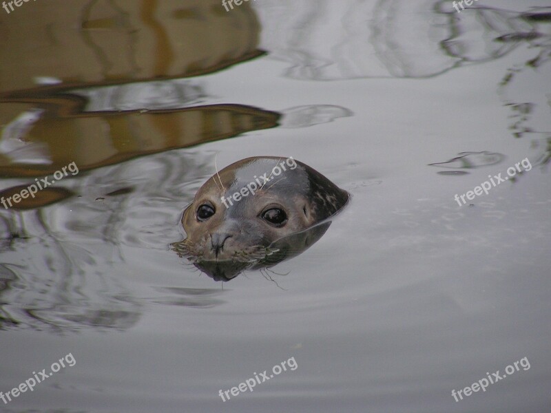 Seal Head Water Surface Eye