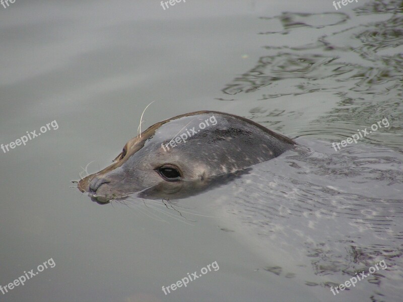 Seal Head Water Surface Eye