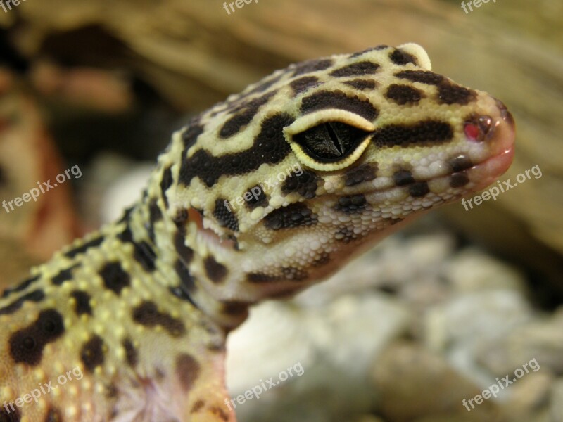 Gecko Eublepharis Gekončík Head Detail