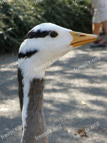 Indian Goose Head Neck Beak Free Photos