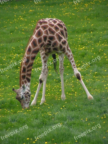 Giraffe Graze Grass Free Photos