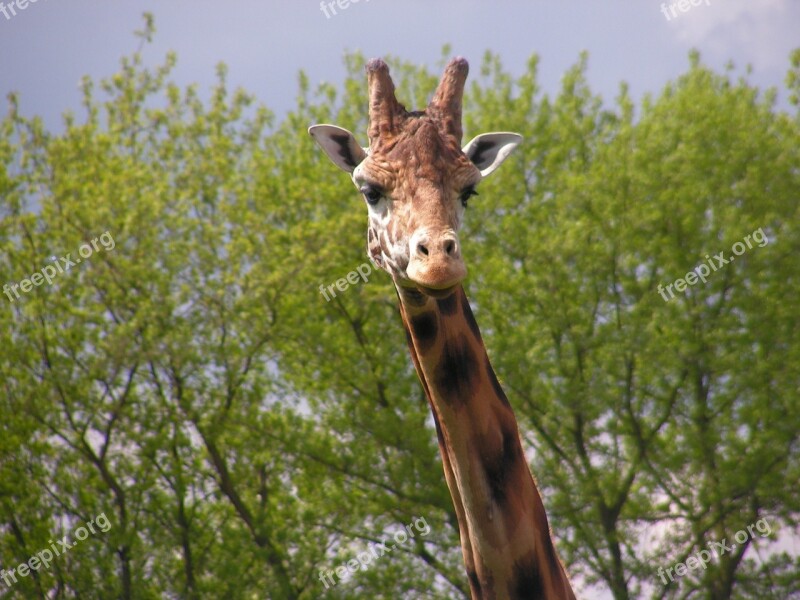 Giraffe Head Neck Trees Free Photos