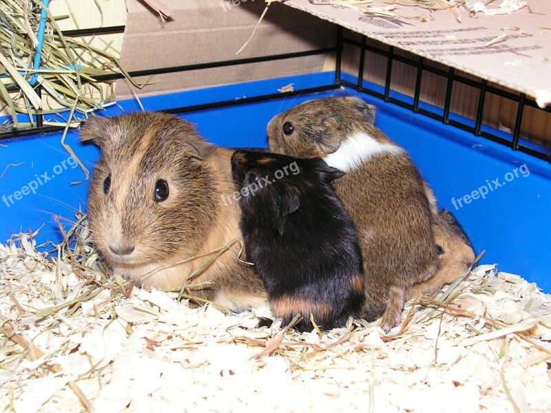 Guinea-pig Female Mother Brood Cage