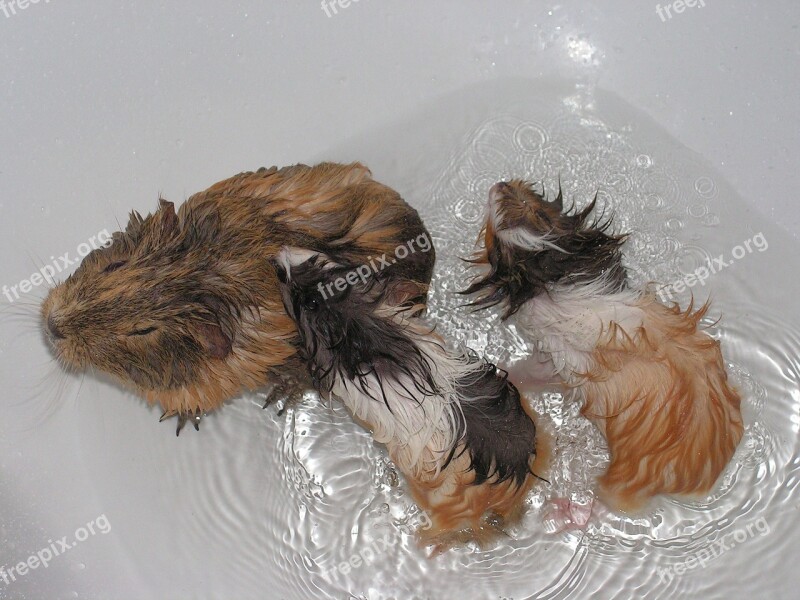 Guinea-pig Cub Female Wet Bath