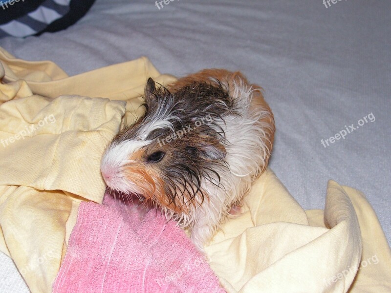 Guinea-pig Cub Wet Bath Free Photos