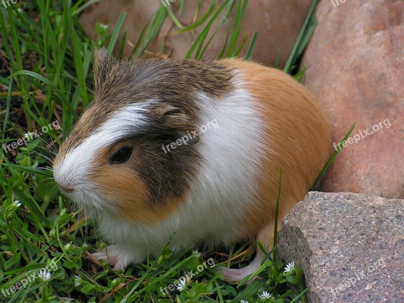 Guinea-pig Cub Cute Baldness Free Photos