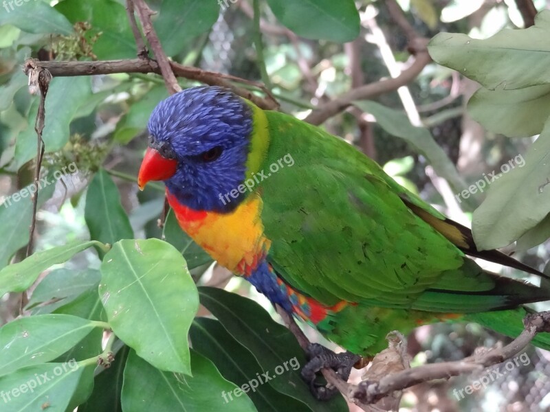 Lori Parrot Bird Animal Free Photos