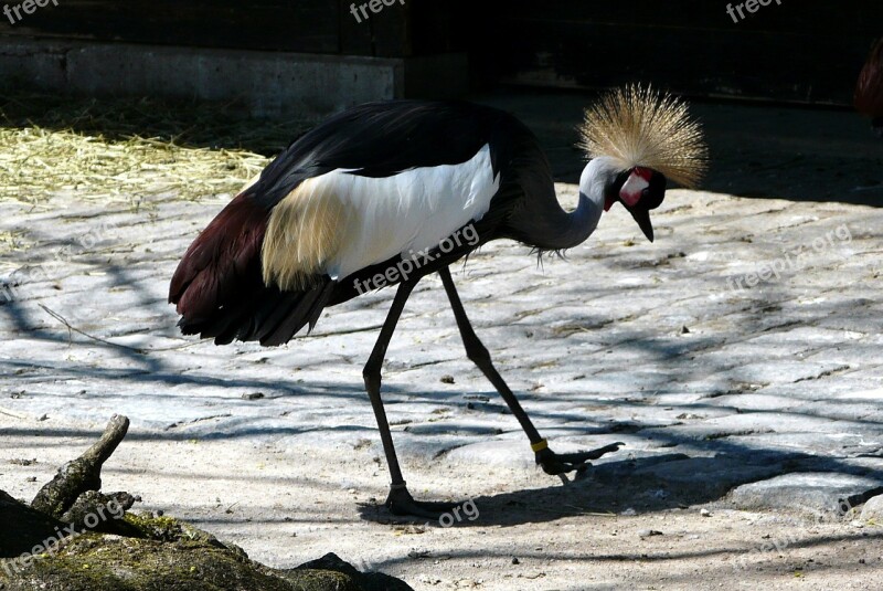 Grey Crowned Crane Crane Bird Animal Free Photos