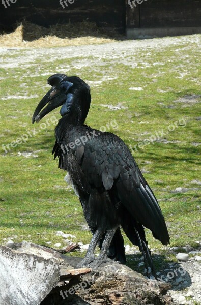 Ground-hornbill Bird Animal Free Photos