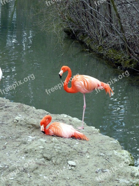 Flamingo Bird Animal Free Photos