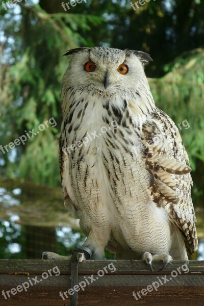 Eagle Owl Owl Bird Free Photos