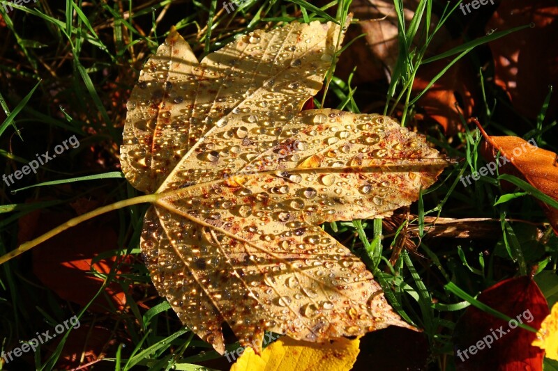 Autumn Leaf Forest Dew Maple Leaf