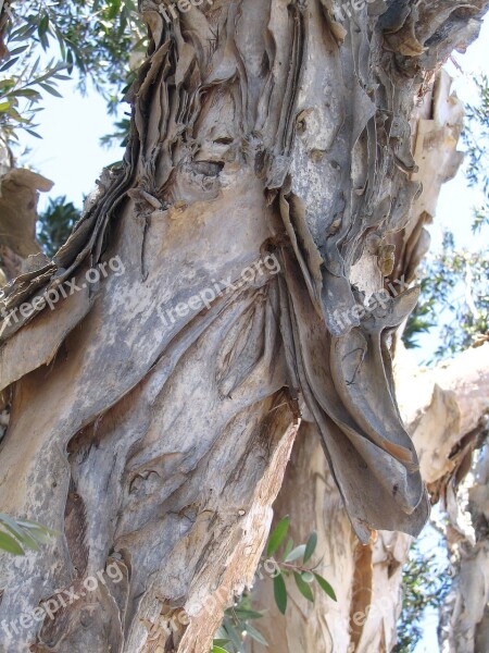 Eucalyptus Tree Bark Natural Wood