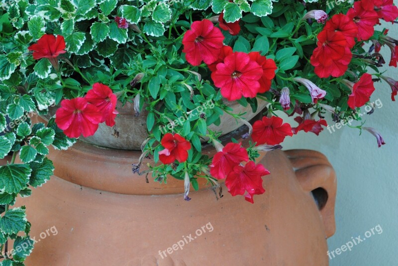 Potty Flowers Have Free Photos