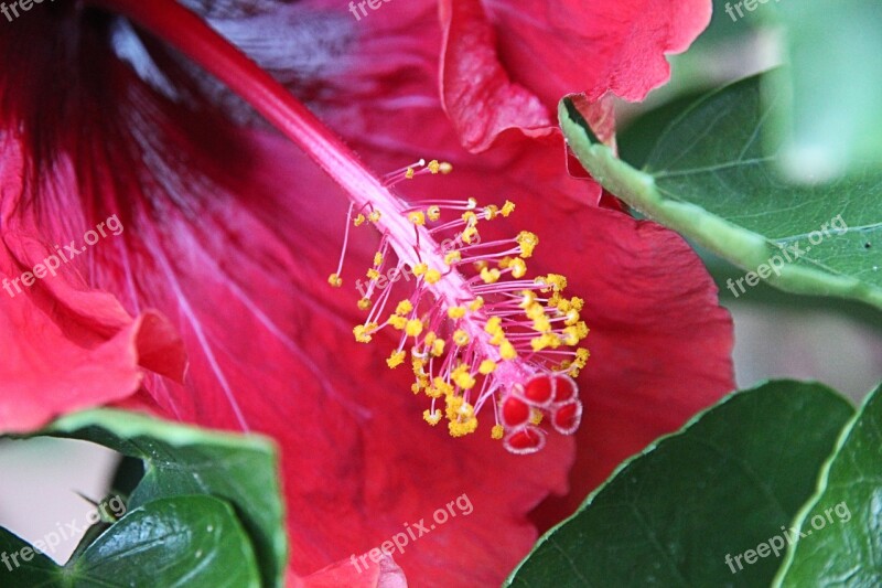 Blossom Bloom Pistil Pollen Flower