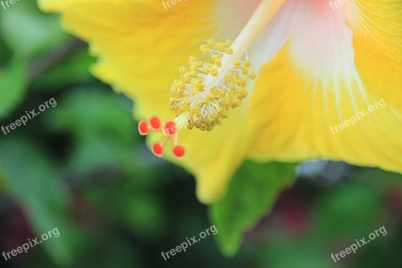 Blossom Bloom Pistil Pollen Flower