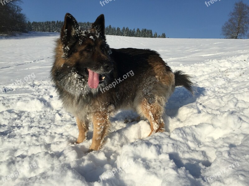 Schäfer Dog Winter Snow Free Photos