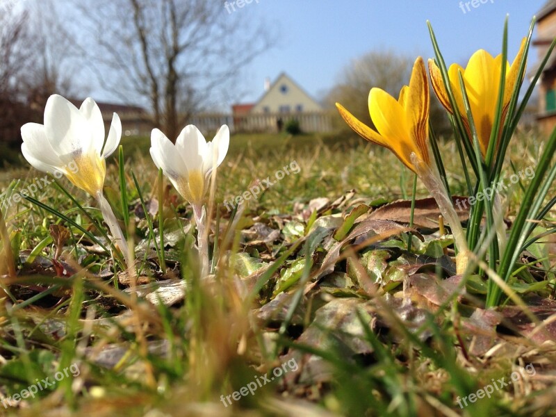 Spring Flower Crocus Free Photos