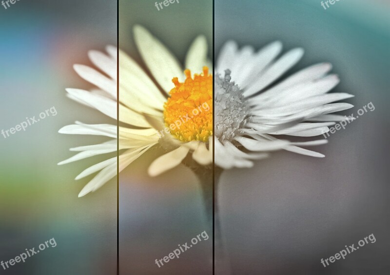 Daisy Flower Blossom Bloom Spring