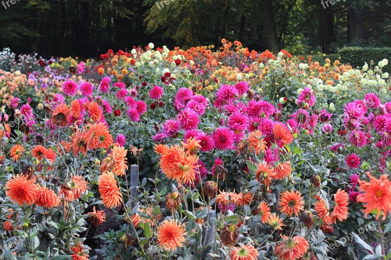 Flower Bed Dahlias Colorful Autumn Flowers Free Photos