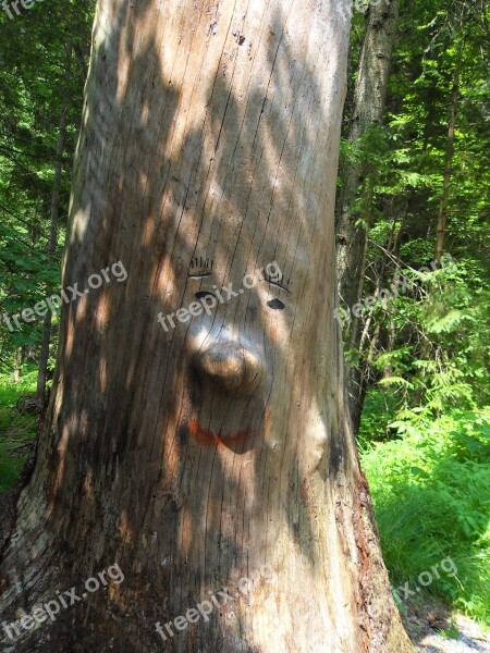 Tree Face Log Forest Spirit Free Photos