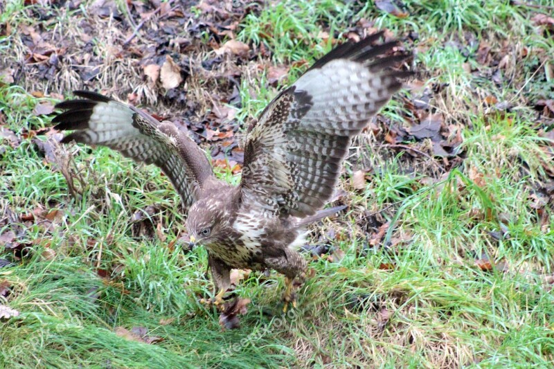 Hawk Falcon Common Buzzard Buzzard Bird Of Prey