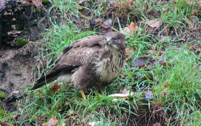 Hawk Falcon Common Buzzard Buzzard Bird Of Prey