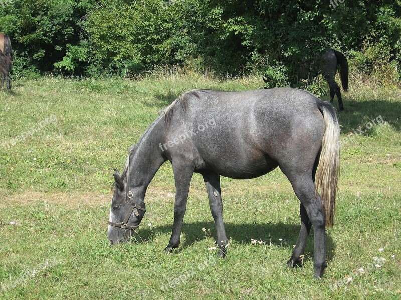 Lipizzaner Young Animal Horse Stud Lipica