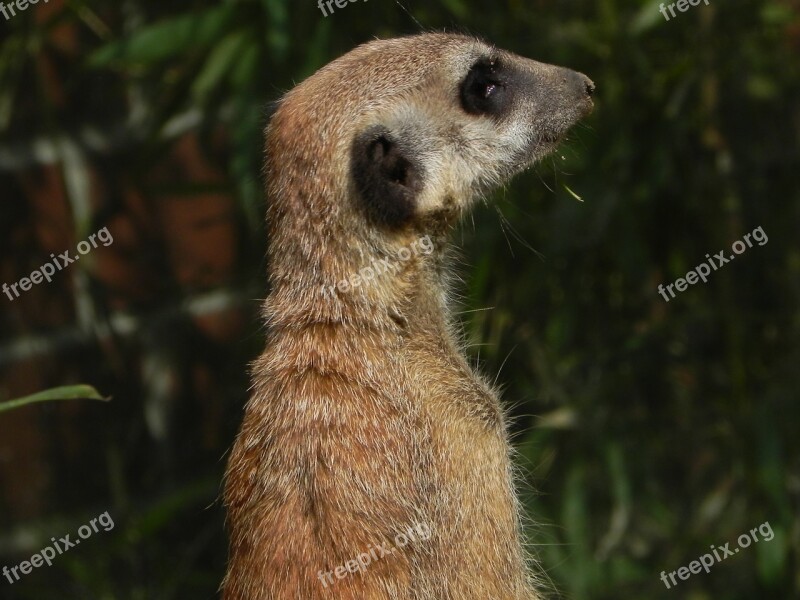 Meerkat Animal Funny Mammal Fur