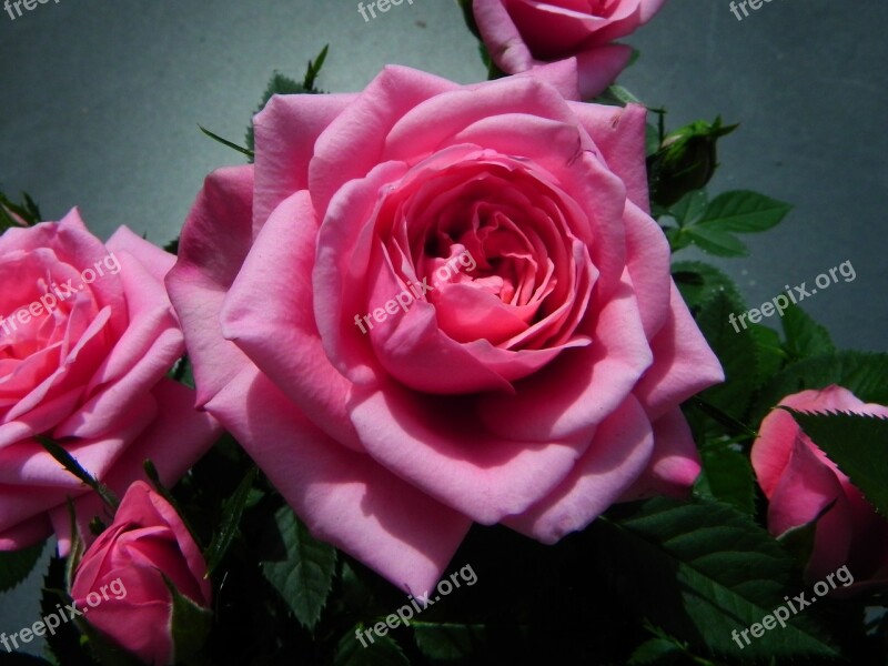 Rose Pink Blossom Bloom Flower