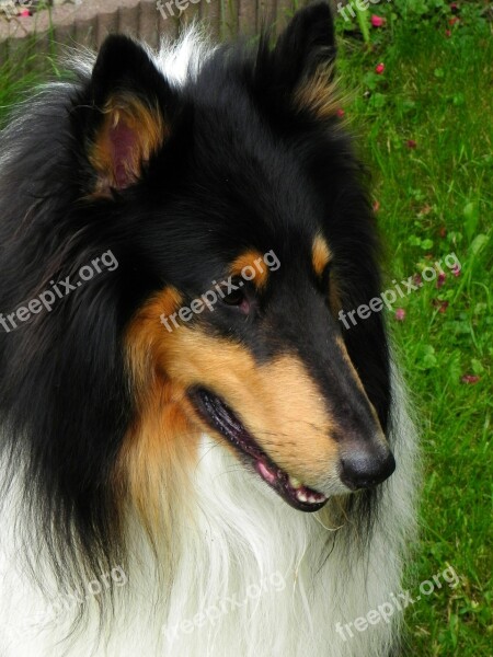 Collie Purebred Dog Dog Free Photos