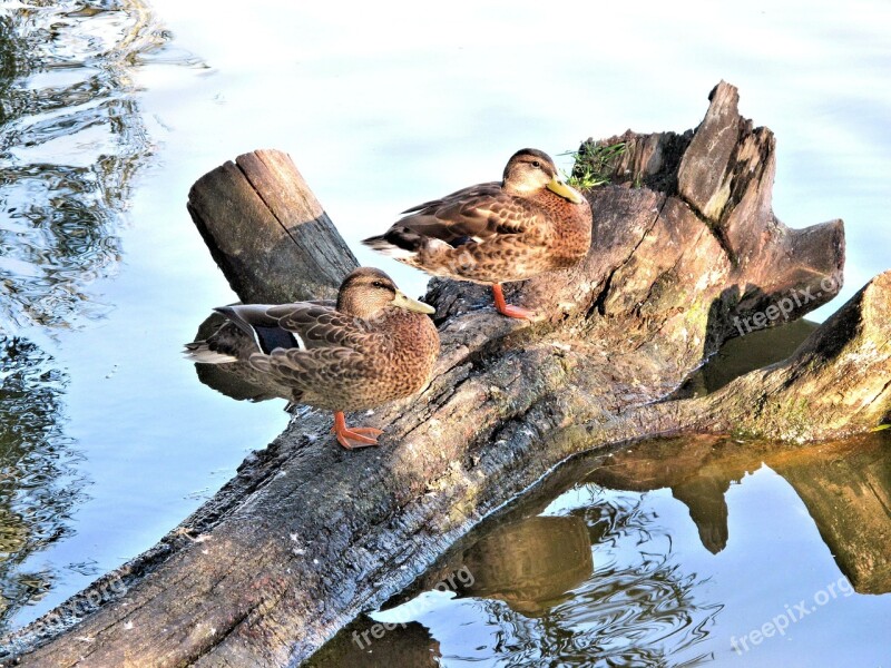 Mallard Ducks Tree Trunk River Canada