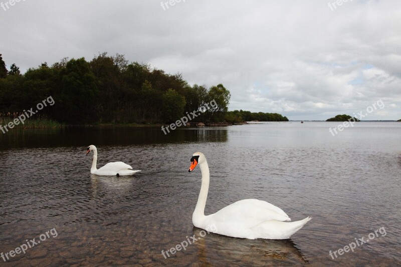 Swan Lake Landscape Natural Life Nature