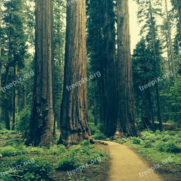 Redwood Tree Grove Natural National