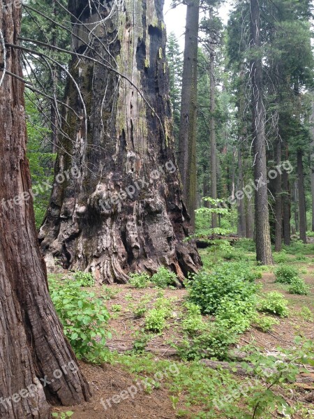 Tree Redwood Sequoia Giant Natural