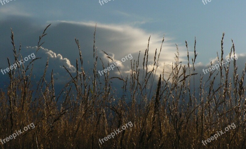 Reed Clouds Sun The Nature Of The Free Photos