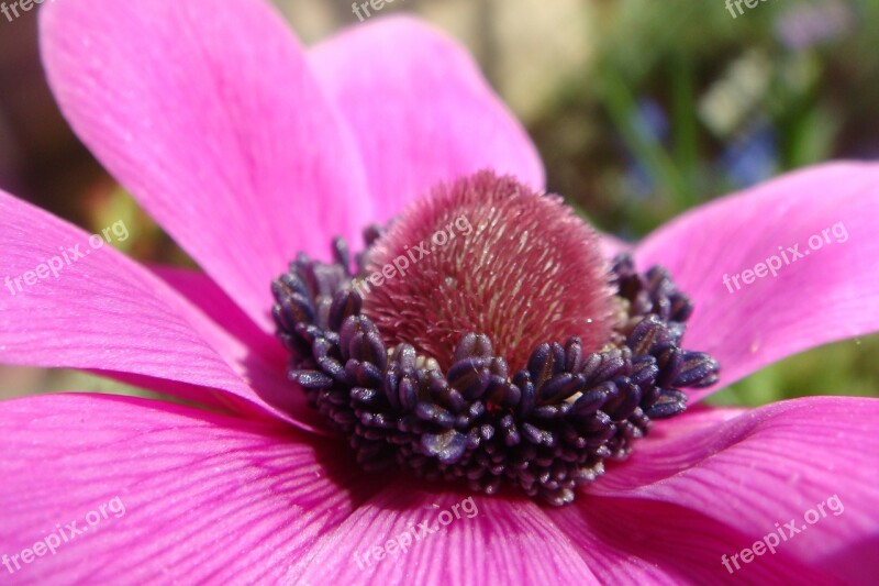 Garden Spring Color Purple Anemone