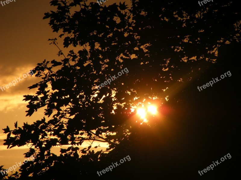 Sunset Tree Evening Sky Twilight Yellow