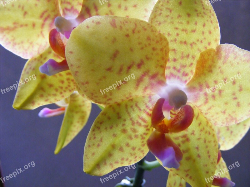 Flower Yellow Orchid Blossom Bloom