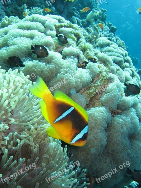 Amphiprion Red Sea Clown Fish Free Photos