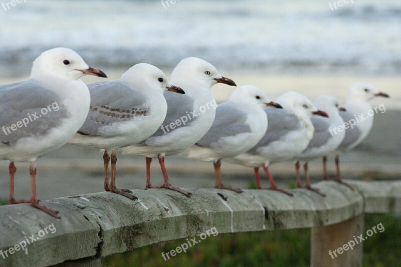 Seagulls Row Perched Birds Red Billed