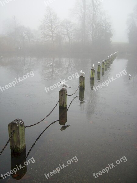 Water Birds Perched Fog Wildlife Reflection