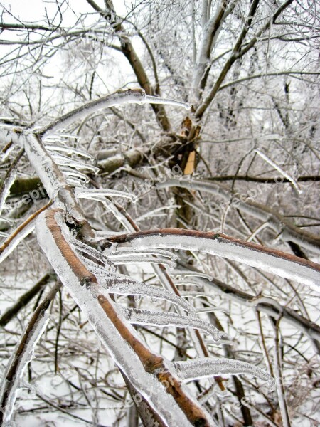 Ice Trees Winter Snow Cold