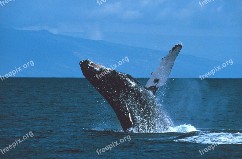 Humpback Whale Breaching Jumping Ocean Mammal